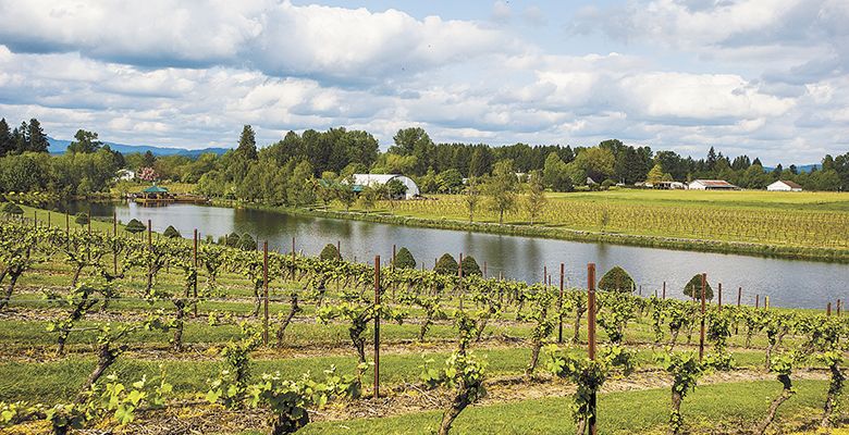 Bethany Vineyards’ private lake makes for a beautiful backdrop for the vines.##Photo by Del Munroe