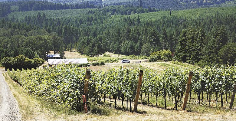 Woodhall Research Vineyard is currently undergoing significant improvements, including the planting of a new 2-acre Pinot Noir block.##Photo provided
