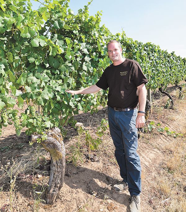 Mike Kuenz, general manager/
vineyard manager of David Hill, stands next to original Pinot
Noir in Block 21, which was planted by Charles Coury in
1966.##Photo by Jade Helm