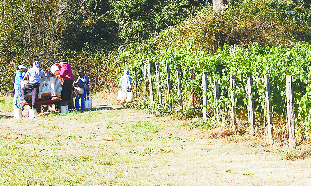Harvest crews pick fruit and empty their buckets into the bins placed throughout Doe Ridge Vineyard in the Yamhill-Carlton AVA. ##Photo by Hilary Berg