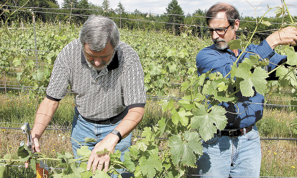 Al MacDonald (right) teaches a student how to properly train vines during a viticulture class at Chemeketa.##Photo provided
