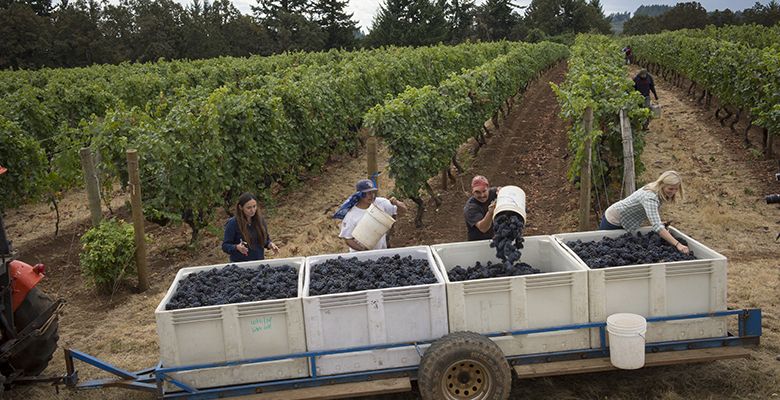 Workers continue to fill the bins at Elton Vineyards. Judging from the fruit here, the vintage is shaping up to be an excellent one.##Photo by Andrea Johnson