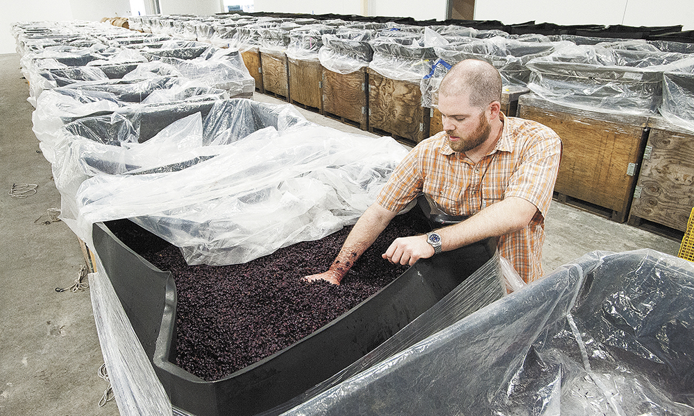 Argyle head winemaker Nate Klostermann inspects Pinot Noir grapes beginning cold soak, a process that enhances flavor and promotes extraction of desirable compounds prior to fermentation.##Photo by Marcus Larson