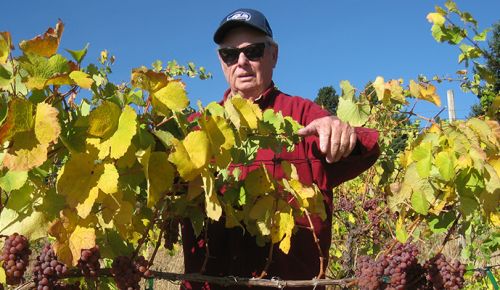 Longtime vineyard manager Rick Ensminger stands in a block of Gewürztraminer at Celilo Vineyard in the Columbia Gorge AVA.##Photo by Stuart Wa tson