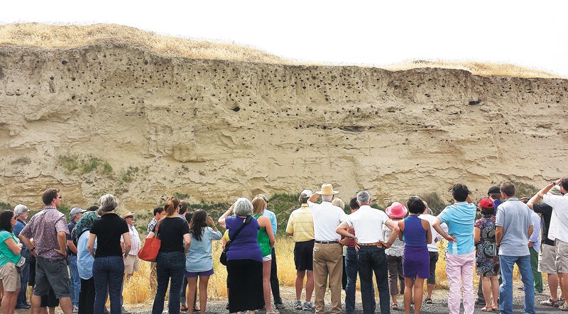 The soil profile typical of the lower elevations of Seven Hills Vineyard. The top three feet (where bird nesting holes are concentrated) is wind-deposited silt (loess). The crudely stratified material below is sand and silt layers deposited by the Missoula Floods around 15,000 years ago. ##Photo by Carla Bitter
