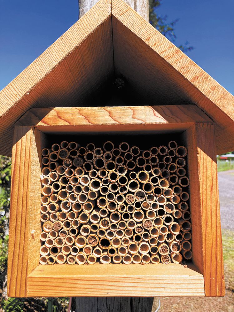 A reed-filled Mason bee house at Beckham Estate. ##Photo provided by Beckham Estate