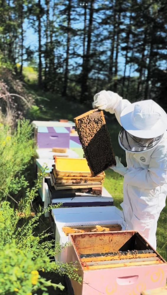 A beekeeper tending the bee boxes at Beckham Estate. ##Photo provided by Beckham Estate