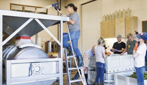 Students work during harvest in the Chemeketa Cellar’s winery in Salem. ##Photo provided