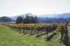 Brandborg Vineyards is one of several wineries that can now use Elkton Oregon, the state&rsquo;s newest AVA, to market their wines.