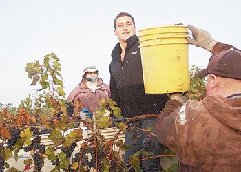 Sam Coelho helps with harvest as well as in the winery. Photo by Lauren Funtanella.
