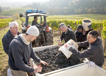 At Colene Clemens Vineyards, workers empty their buckets into the bins, while
winemaker/vineyard manager Steve Goff
(right) cleans up a few clusters along with
wine director Mark Bosko (middle) and
owner Joe Stark (far left). photo by Andrea Johnson