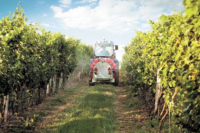 Tractor work is a part of farming grapes and can be a challenging input to offset with its fossil fuel-burning carbon emissions. All growers have to figure this into their sustainability models. Spraying fungicides like sulfur is necessary to kill and prevent powdery mildew. ##Stock photo.