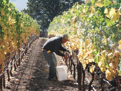 A harvest worker picks Pinot Noir in the North Willamette Valley.