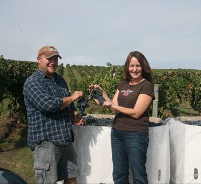 Bloomquist and Eckels harvest the grapes from their one-acre vineyard.  Photo provided.