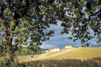 Together, Somers and Loosen purchased a beautiful 40-acre property on Chehalem Mountain in Newberg, which is now the
home of J. Christopher Winery and Appassionata Vineyard, the partners’ first estate vineyard.