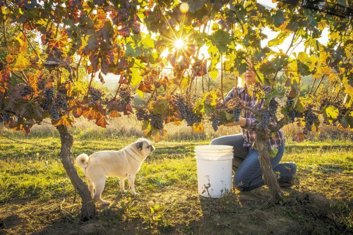 Kimberley Kramer of Kramer Vineyards harvests Carmine on Oct. 22, 2013. The almost acre of vines was planted in 1989 and is always the last to be picked at the Gaston vineyard. Brody, the vineyard Pug, assists. Photo by Andrea Johnson.