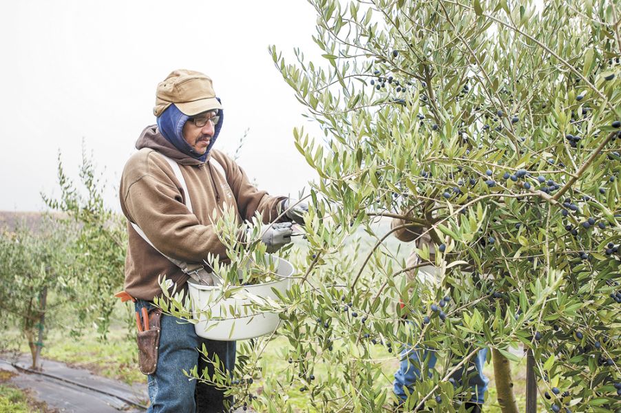 Workers harvest olives at Red Ridge Farms in early November. ##Photo by Del Munroe.