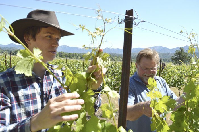 Bruno Carle works with Joe Ginet of Plaisance Ranch in Williams. Carle visited from France, where Ginet’s cousin, Carle’s dad, grows the same winegrapes. Photo courtesy of Mail Tribune/Janet Eastman.