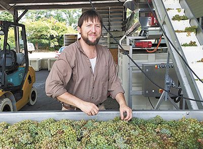 Winemaker Erik Brasher helps sort fruit at Lady Hill during this year’s harvest. ##Photo provided