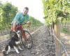 Gus Janeway rests on his bike at Gold Vineyard in Talent, with owners Randy and Rebecca Gold s dog, Maya.