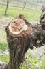 A freshly pruned vine bleeds sap, which is a normal and much-needed process for grapevines.