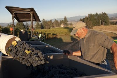 Soter checks the condition of just-picked Pinot Noir grapes during harvest. Photo by Andrea Johnson.