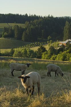 A flock of sheep call Mineral Spring Ranch home. Photo by Andrea Johnson.