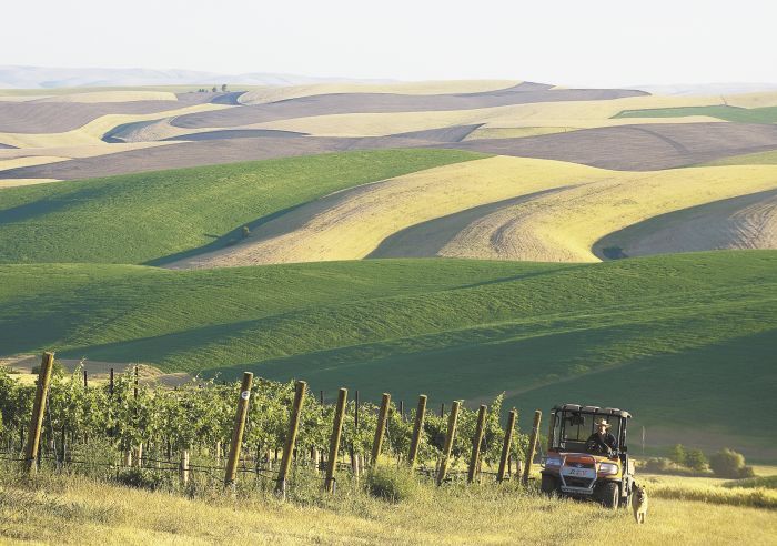 Spring Valley Vineyard owner Dean Derby rides his all terrain vehicle in the vineyard, 12 miles northeast of Walla Walla,
Wash. Picturesque wheat fields and the Blue Mountains provide a stunning backdrop.