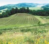 View of Youngberg Hill Vineyards & Inn outside McMinnville.
Photo by Chrissy Ragulsky