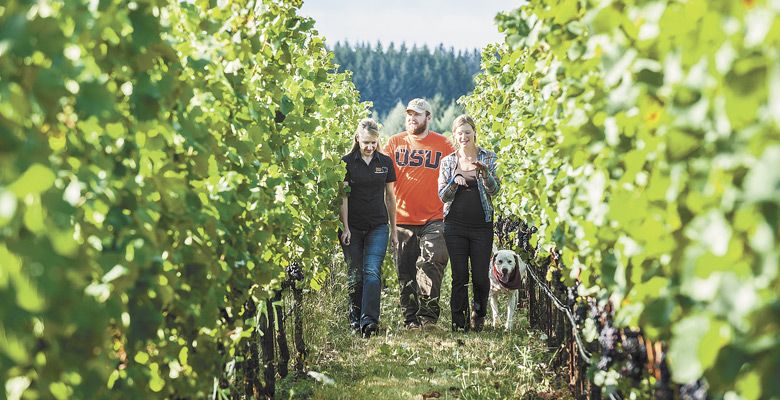 OSU and OWRI viticulturist Patty Skinkis leads students through a Willamette Valley commercial vineyard, where she is engaged in the seventh year of her fruit-drop study. ##Photo by Lynn Ketchum