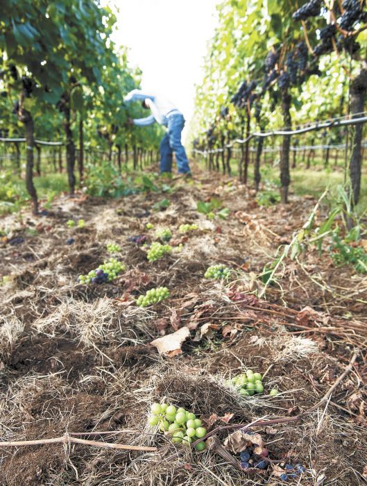 Thinning Pinot Noir grapes in the Atlas Vineyard Management vineyard near Salem. ##Photo by Lynn Ketchum; Oregon State University